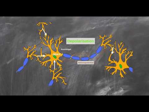Reizweiterleitung an einer axonalen Membran