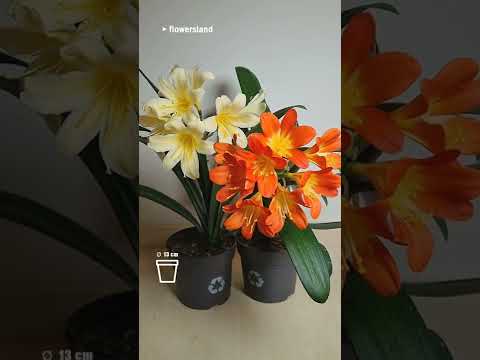 фото кливия компакта 40 см          0