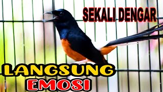Download lagu NGAK SAMPAI 3 MENIT MURAI BATU DIAM LANGSUNG RESPON DENGAN PANCINGAN MURAI BATU GACOR INI mp3 Download lagu NGAK SAMPAI 3 MENIT MURAI BATU DIAM LANGSUNG RESPON DENGAN PANCINGAN MURAI BATU GACOR INI mp3