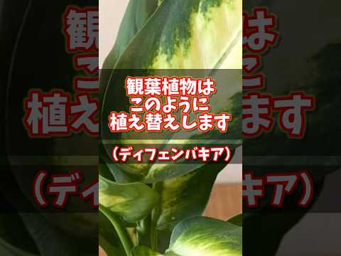 園芸 互葉パピルス