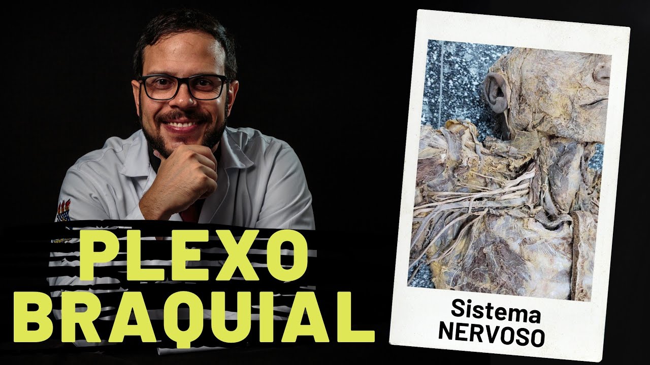SISTEMA NERVOSO: PLEXO BRAQUIAL - AULA PRÁTICA