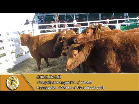 15-06-18 Venta de Vientres P.C. y Generales - Cabaña Güe Glen Sur - Huanguelen.