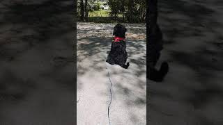 Video preview image #2 Poodle (Standard) Puppy For Sale in WIMAUMA, FL, USA