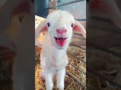 Baby sheep #cute #baby #lamb #animallovers