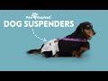 Update How To Keep Dog Diapers On With Suspenders Paw Inspired For Dog Diapers Male Wraps