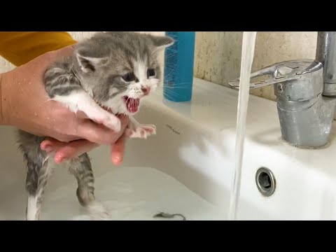 First bath for kitten Johnny and its loud meow