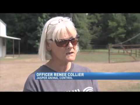 Jasper alert dog-training couple bonds out after animal cruelty arrest