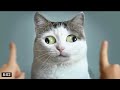 Angry Cats Cat Angry Videos Angry Cat Sounds