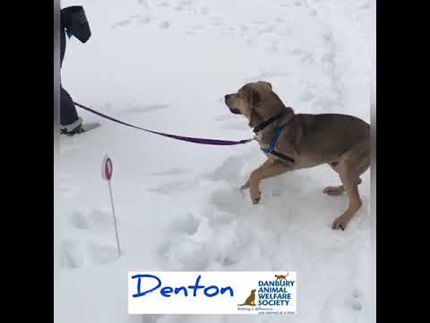 Denton, an adopted Labrador Retriever Mix in Danbury, CT_image-1