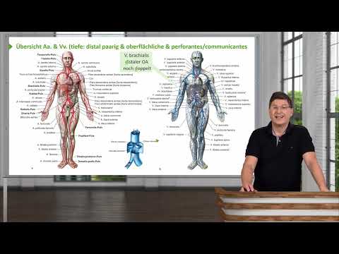 Anatomie I Obere Extremität: Gefäße: Übersicht Aa. & Vv. OE I Prof. Dr. med. Wirth