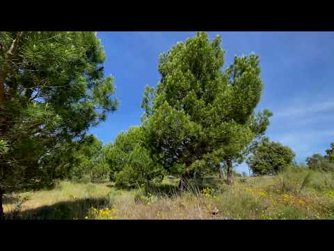 Senda del Mirador de Peñarrubia (Riberas de Castronuño - Vega del Duero)
