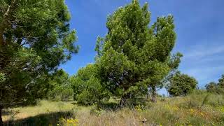 Senda del Mirador de Peñarrubia (Riberas de Castronuño - Vega del Duero)