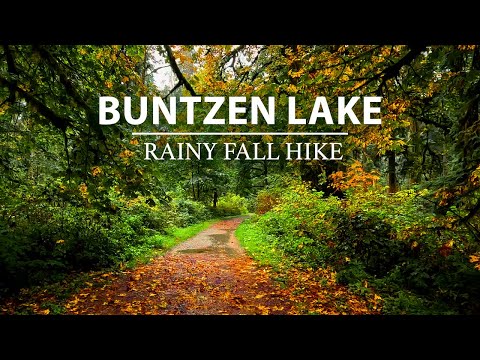 Lush Autumn Hike, Gentle Rain Sounds & Amazing Fall Colors!