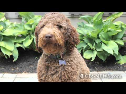 CBS News The Feed - Designer dogs are the new mutts