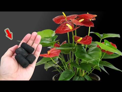 Do This Quickly! The Anthurium Will Sprout Countless Roots And Flower Branches!