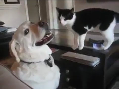 GATTO MOLESTA CANE - DOPPIAGGIO