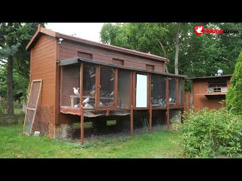 Piotr Jabłoński PZHGP Toruń - gołębie i produkty na upały, loty i nie tylko firmy Green Play