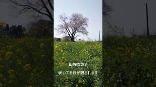 【宮崎】国富町の大坪の一本桜で運が良くなる動画#shorts