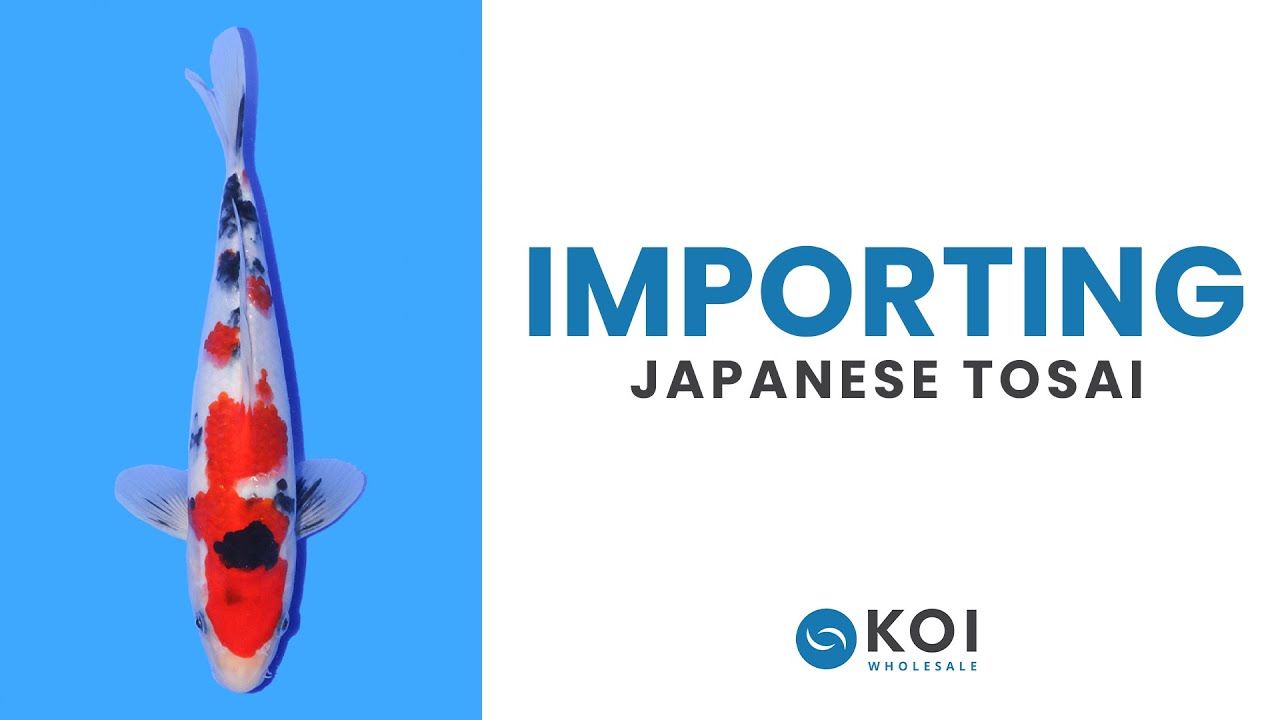 Exploring Koi Wholesale: Why we import the best Japanese Tosai