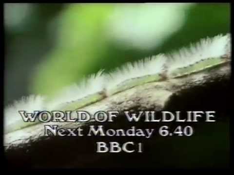 18 June 1984 BBC1 - Worlds of Wildlife & Manimal