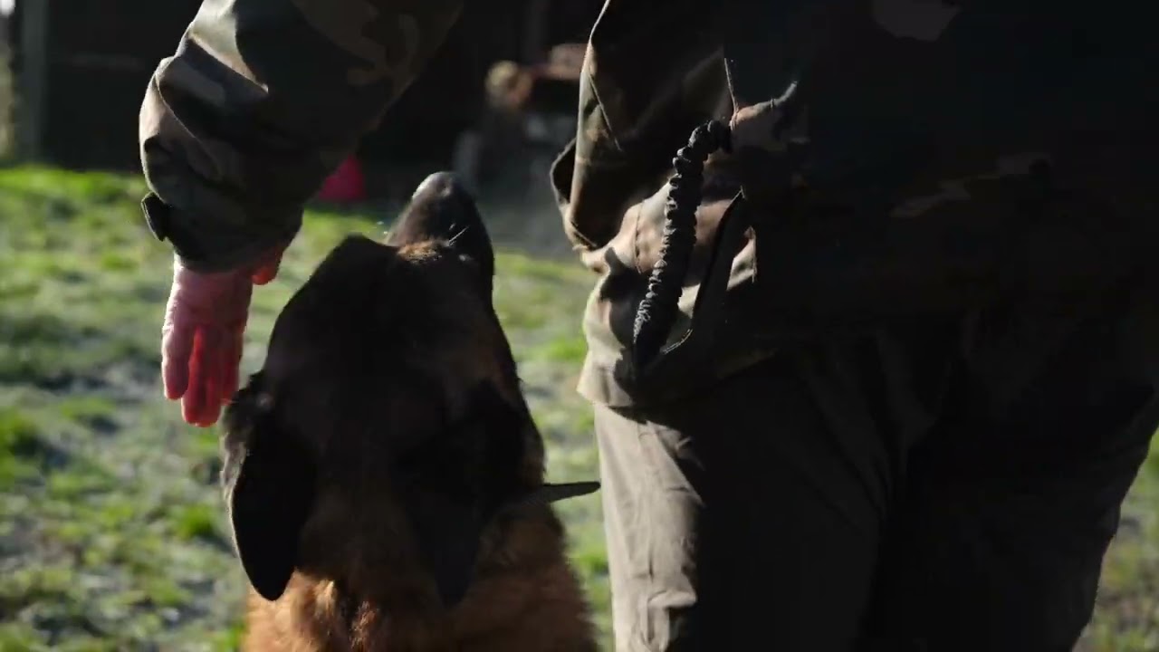One Of The Best E-Collars on the market! MIMOFPET Wireless dog fence