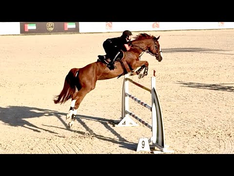 Diva DXB (Ogano Sitte × Calvaro Z) loving her training & bringing the fire!!🔥 🕊️💎🪽