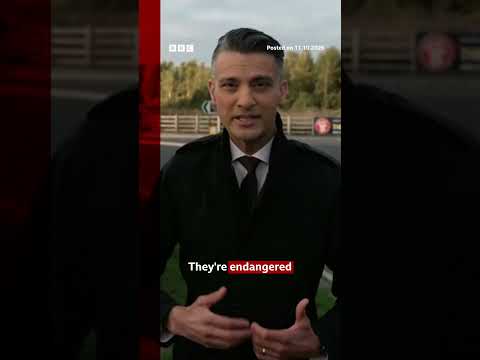 Wildlife park where man fatally attacked by tiger gives update. #YorkshireWildlifePark #BBCNews