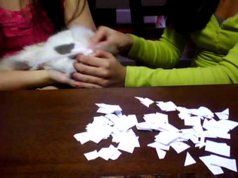 Experiência de eletrização por atrito e contato- Física