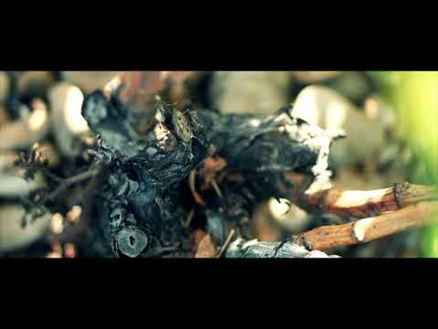 The Château de Beaucastel 2019 Vintage (April 2020)