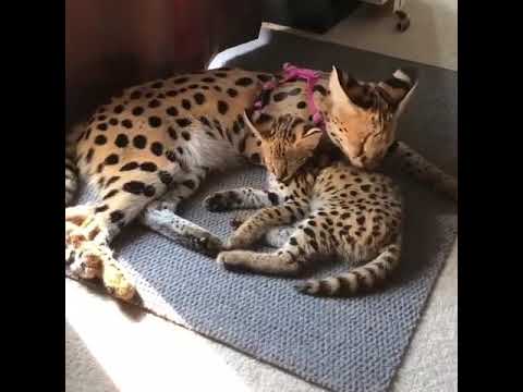 Serval and Savannah kittens for sale