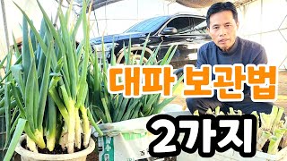 1년은 걱정 없다 대파 보관법 2가지?