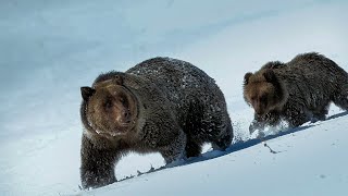 A Fragile Future for the Yukon's Ice Bears | Our Planet Earth | BBC Earth