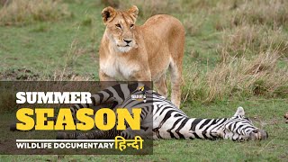 Summer Season - हिन्दी डॉक्यूमेंट्री | Wild Animals Hindi documentary