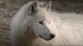 Cameraman Has Close Encounter With Wolves - Snow Wolf Family And Me - BBC
