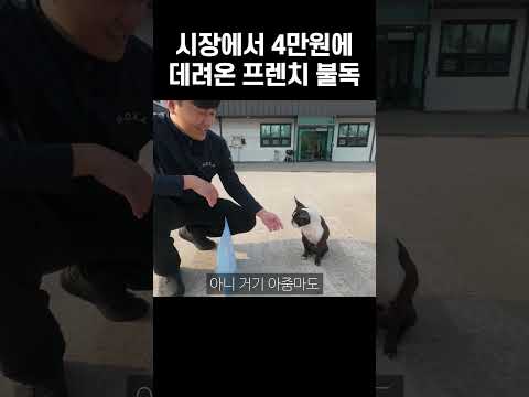 시장에서 4만원에 데려온 프렌치 불독?