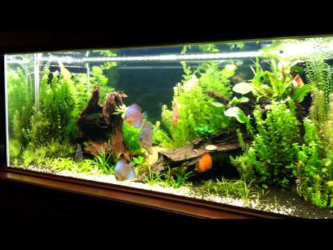 Planted Discus Tank ( 2 months )