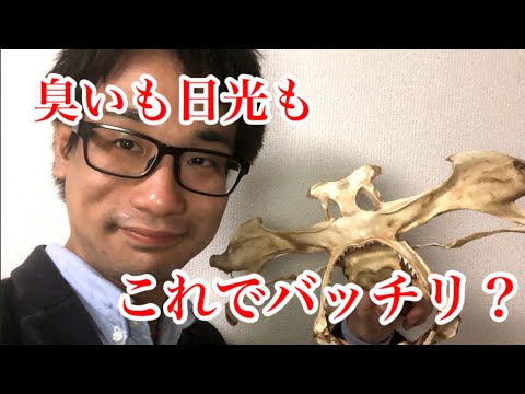 サメの頭骨や顎骨作成の時に役立つ意外なものを紹介！！ 乾燥させるときに◯◯がオススメ？