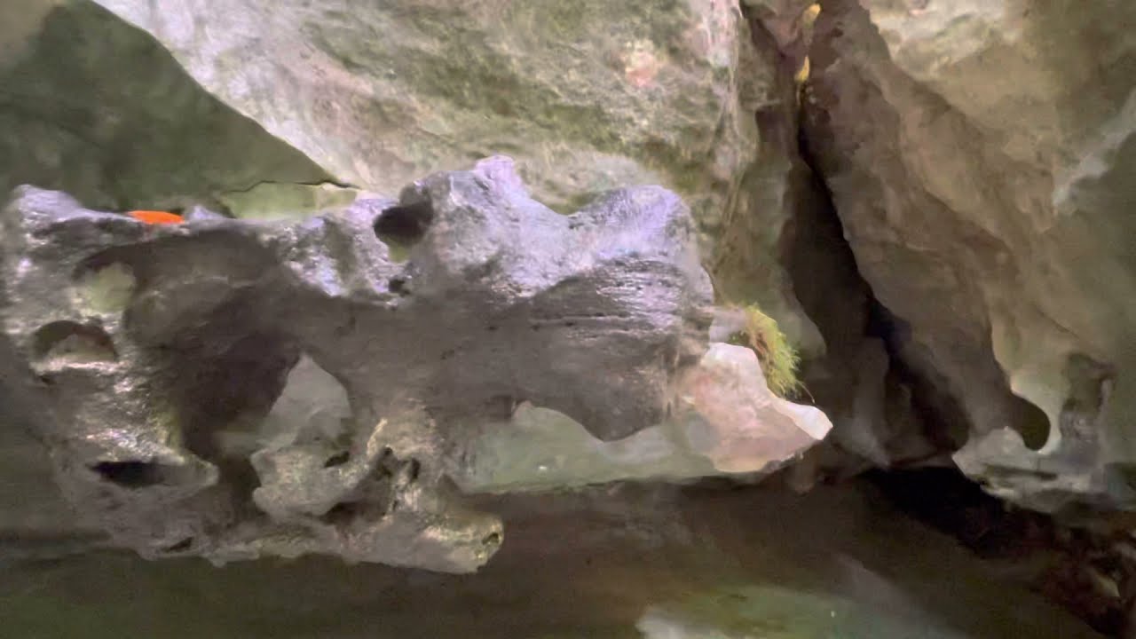 HELP ME ID THESE FOSSILS I FOUND IN ARKANSAS.