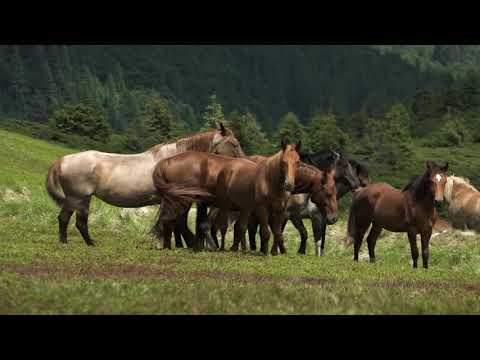 Ein Tourismusprojekt bedroht die Waldkarpaten