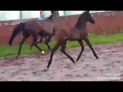 Clintons Heart Silvio