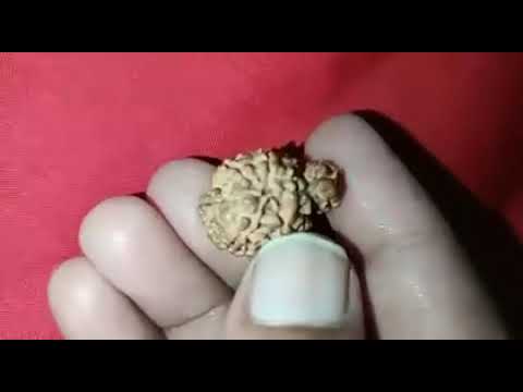 Worlds Rarest Naga Savar Rudraksha | savar rudraksha |