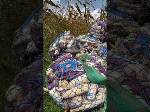 Tapixca En Cantel, Quetzaltenango. (Ja'ch)