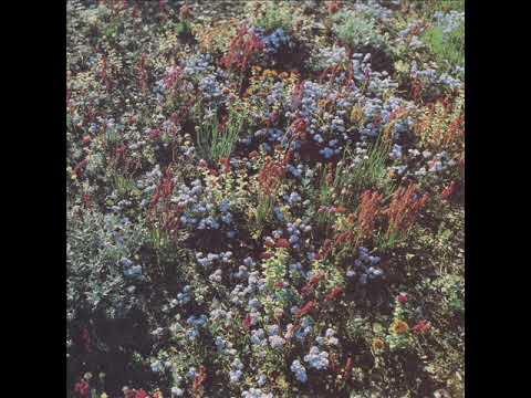 Motorama - Pole Star