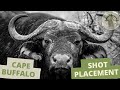 Cape Buffalo Shot Placement African Safari