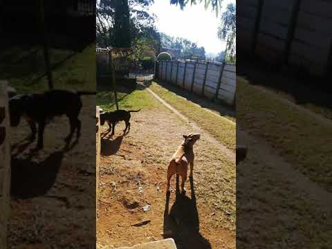 Bull terrier howling.