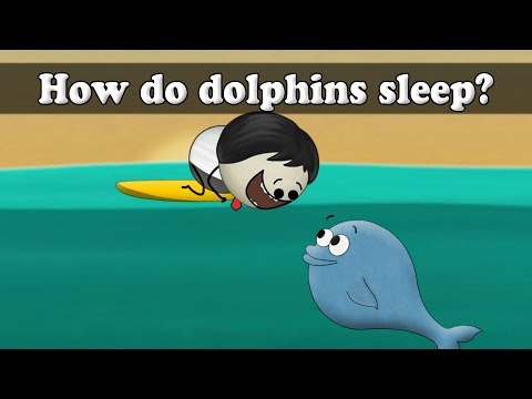 海豚如何睡覺？| 海豚的睡姿 (How do dolphins sleep? | #aumsum)