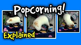 Guinea Pig Popcorning Explained