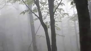 preview picture of video 'Jungle Cloud - Shahrood - Iran (Abr forest)'
