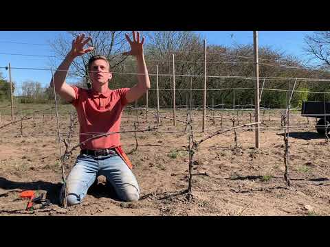 Beskära Vinrankor - År 2