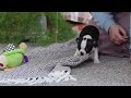 Boston Terrier dogs for sale: Bluey - Video 1